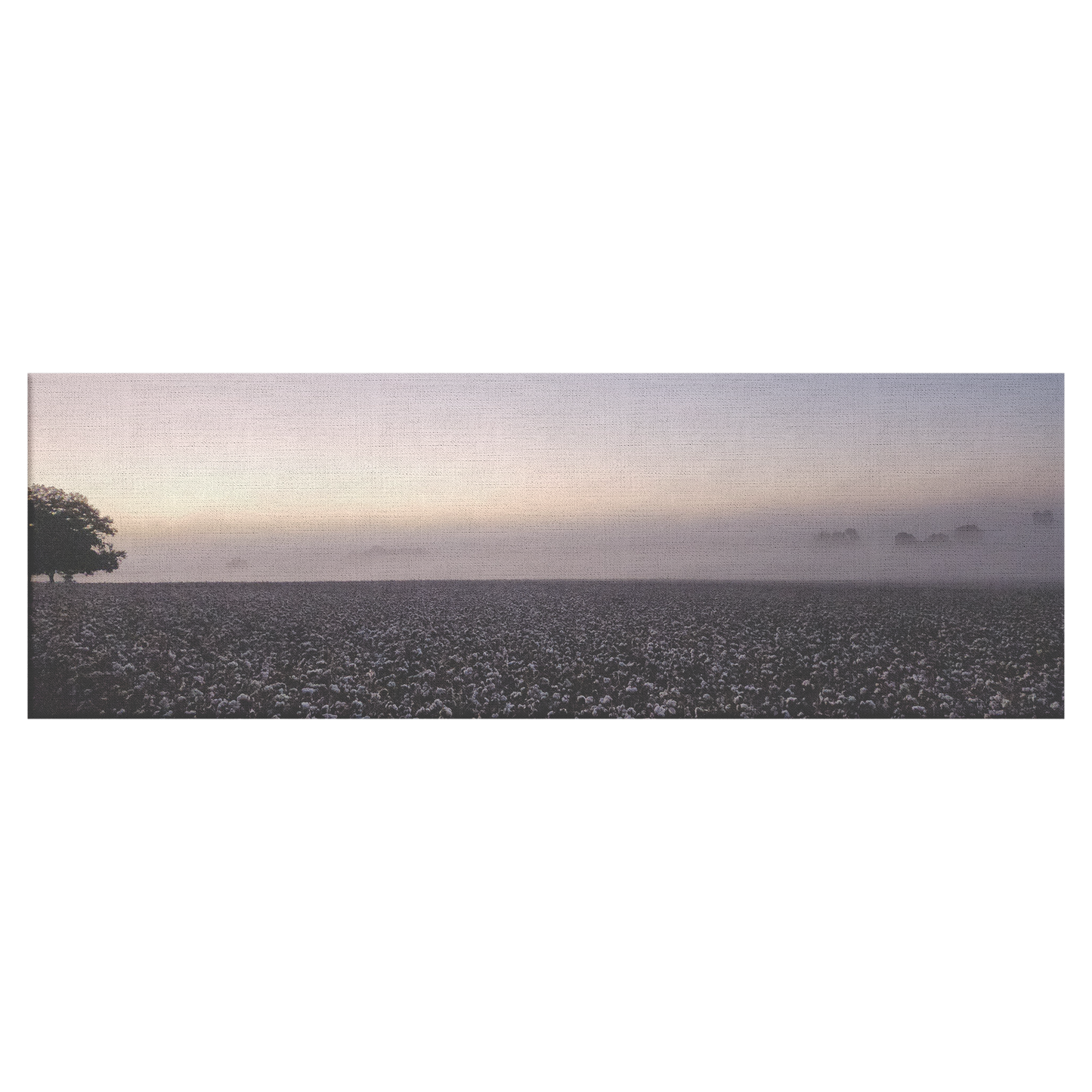 Old Battles Fairhope Cotton Field - Panorama Canvas Photo Wrap